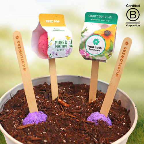 wildflower pop bombs stuck into soil of plant pot